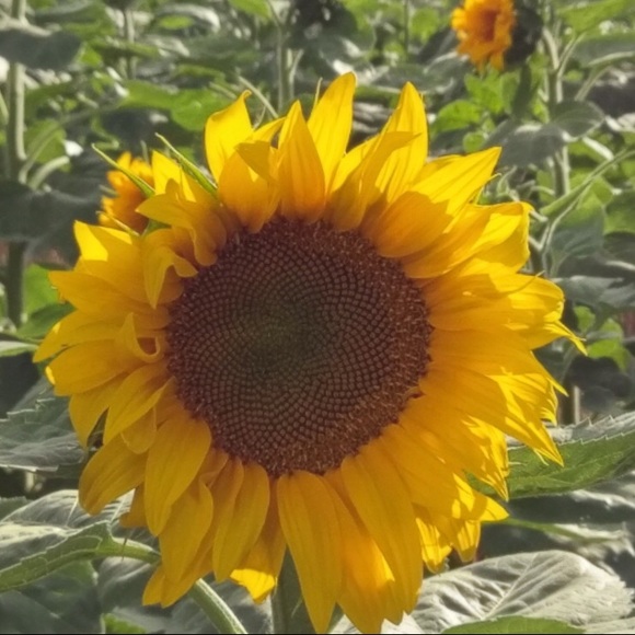 👉Meet your Posher, Jeanette - Picture 7 of 14